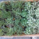 Aranżacja kwiatowa